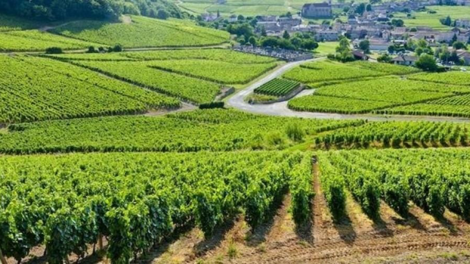 Wijngaarden Champagne op Werelderfgoedlijst geplaatst