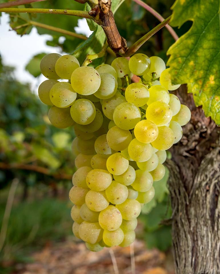 Chardonnay druif