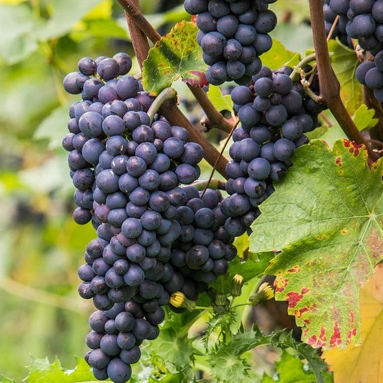 Pinot Meunier druif