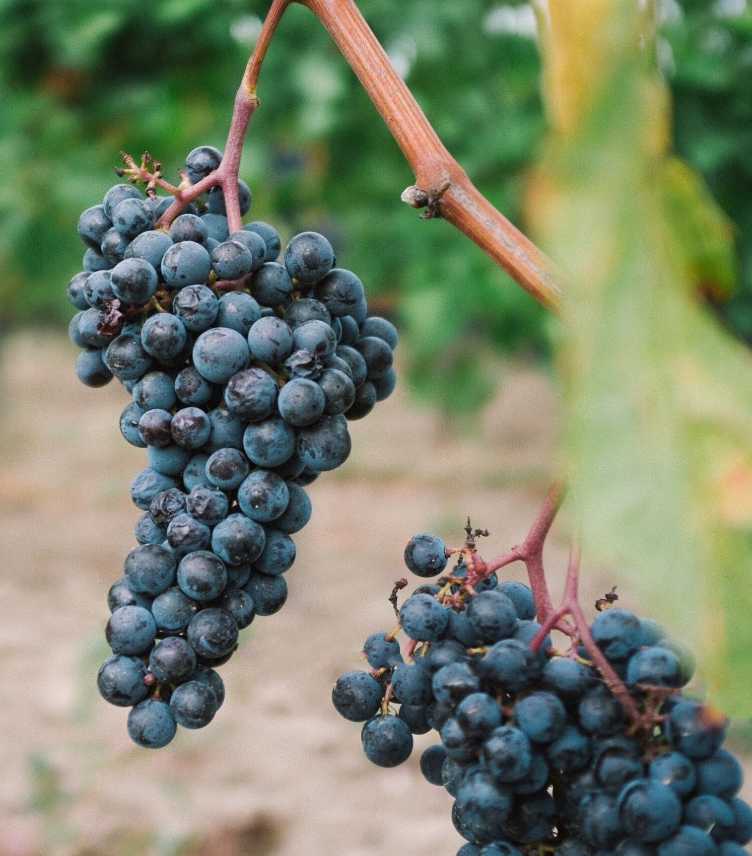 Pinot Noir druif