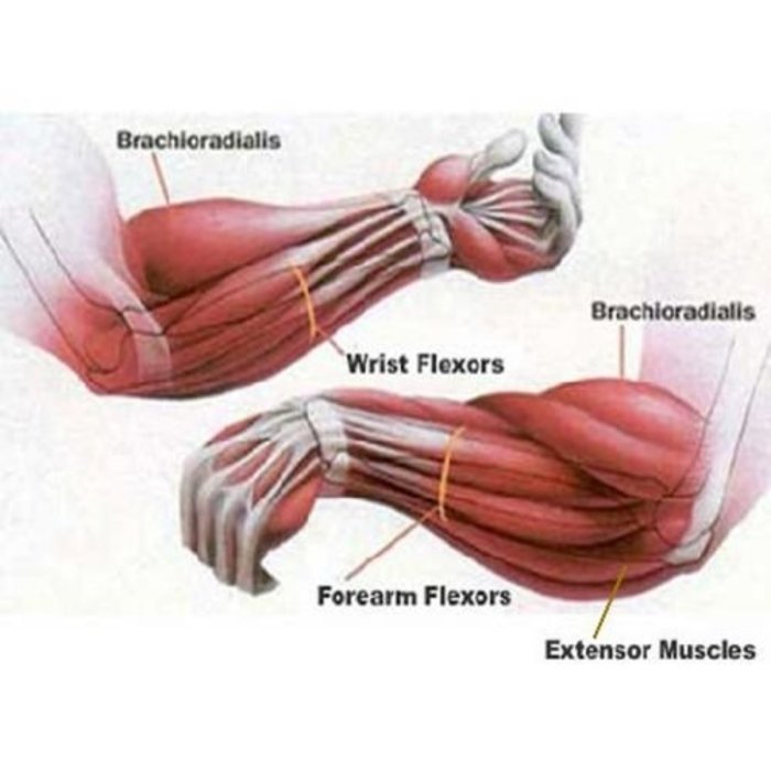 PTessentials WR100 Pro Wrist Roller onderarmtrainer