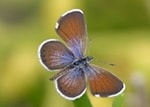 Western Pygmy-Blue