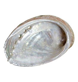 Abalone Schelp Haliotis Diversicolor