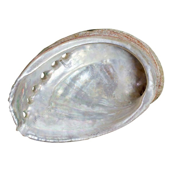 Abalone Schelp Haliotis Diversicolor