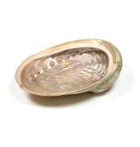 Abalone Schelp Haliotis Diversicolor