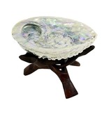 Abalone Schelp Haliotis Diversicolor