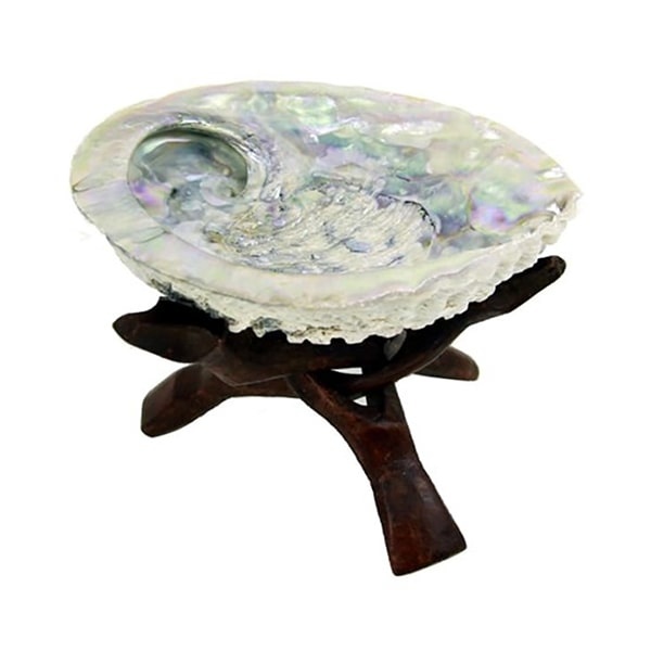 Abalone Schelp Haliotis Diversicolor