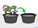 lotus in pot