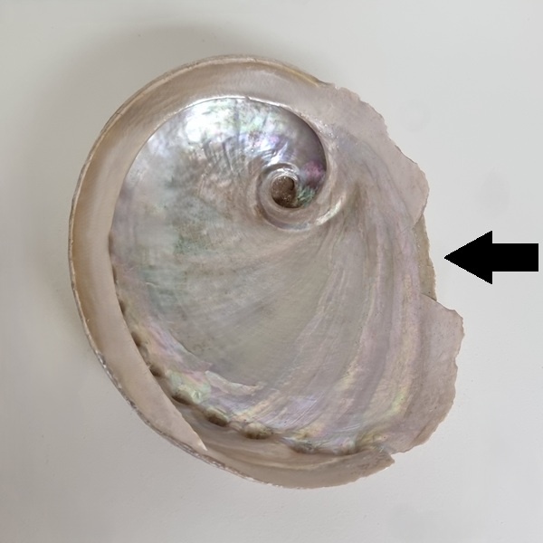 Abalone Schelp (gevallen engeltje)