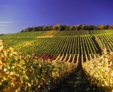 Wijn uit Duitsland een complete gids