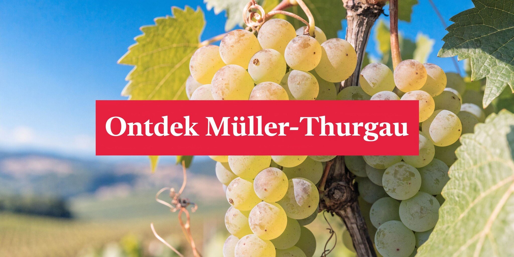 Ontdek de Müller-Thurgau druif: veelzijdige witte wijn