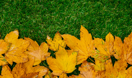 Maak je tuin klaar voor de herfst: Tips voor kunstgras en meer! 