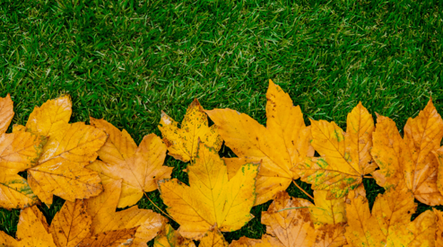 Maak je tuin klaar voor de herfst: Tips voor kunstgras en meer! 