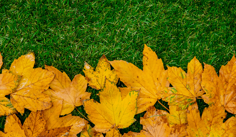 Maak je tuin klaar voor de herfst: Tips voor kunstgras en meer! 