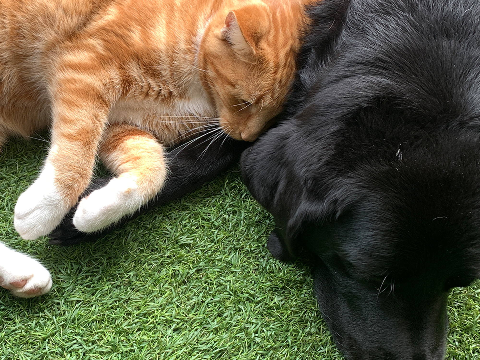 Is kunstgras geschikt voor honden? | Garden Sense
