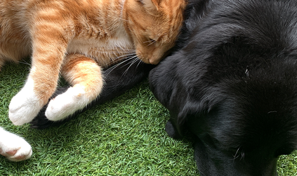Kunstgras voor honden