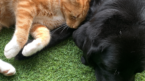 Kunstgras voor honden