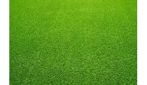 Kunstgras voor vogels