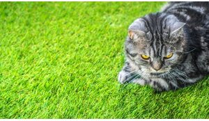 Kunstgras voor katten