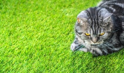 Kunstgras voor katten