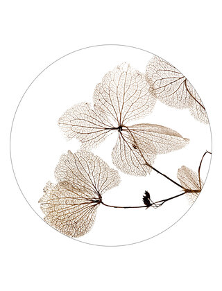 Muurcirkel (binnen) wit met gedroogde bladen - in 3 formaten