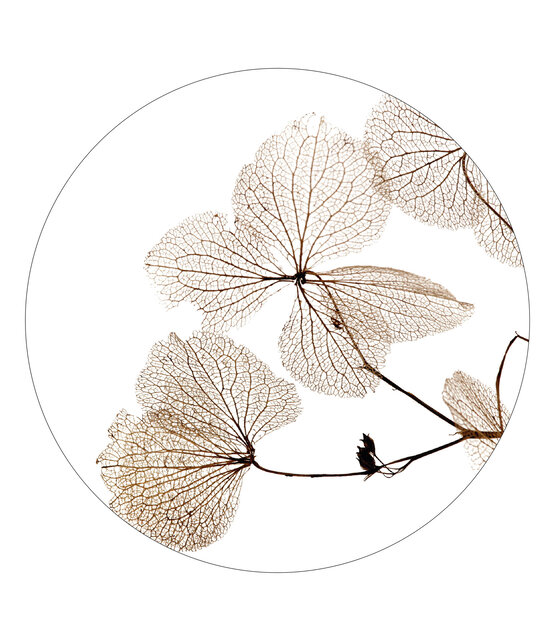 Muurcirkel wit met gedroogde bladen