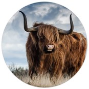Muurcirkel Schotse Hooglander Muurcirkel Schotse Hooglander