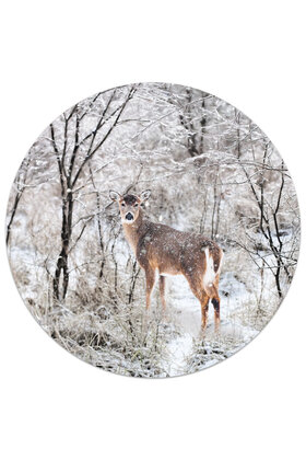 Muurcirkel (binnen) Hert - in 3 formaten