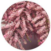 Muurcirkel foto bloemen roze/rood