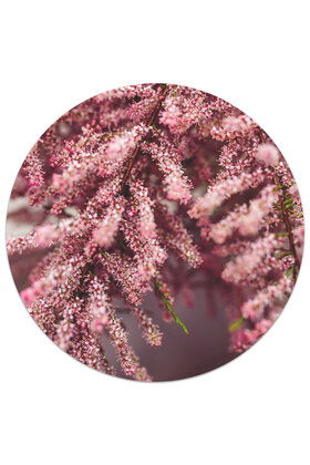 Muurcirkel (binnen) foto bloemen roze/rood - 3 formaten