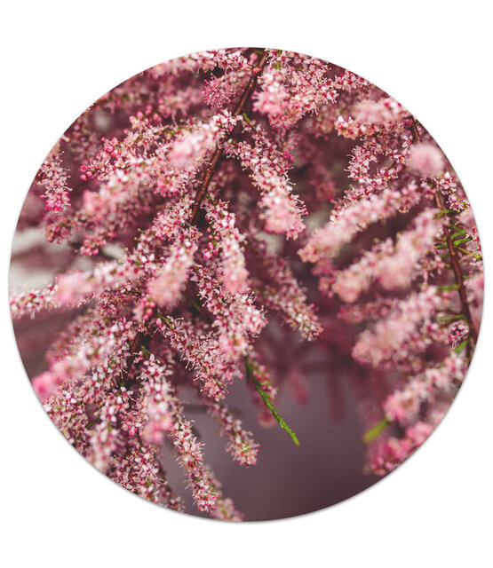 Muurcirkel foto bloemen roze/rood