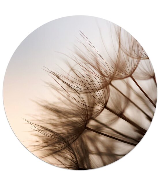 Muurcirkel foto paardenbloem bruin