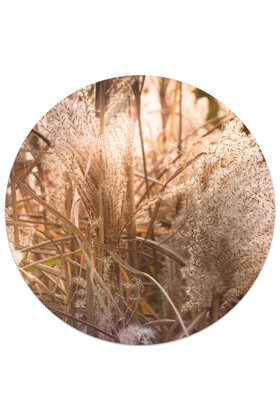 Muurcirkel (binnen) foto riet - 3 formaten