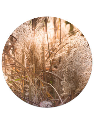 Muurcirkel (binnen) foto riet - 3 formaten