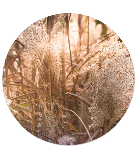 Muurcirkel foto riet