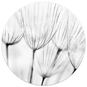 Muurcirkel foto zwartwit blaasbloem