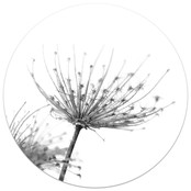 Muurcirkel foto zwartwit gedroogde bloem