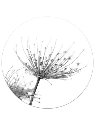 Muurcirkel (binnen) foto zwartwit gedroogde bloem - 3 formaten