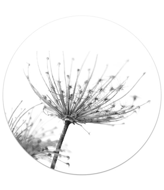 Muurcirkel foto zwartwit gedroogde bloem