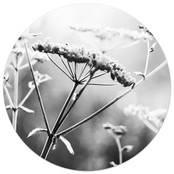 Muurcirkel foto zwartwit zomerbloem Muurcirkel foto zwartwit zomerbloem