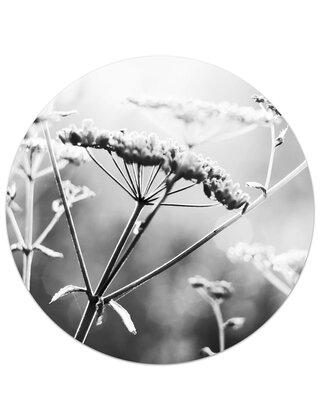 Muurcirkel (binnen) foto zwartwit zomerbloem - 3 formaten