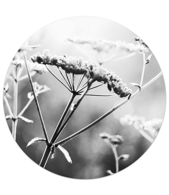 Muurcirkel foto zwartwit zomerbloem Muurcirkel foto zwartwit zomerbloem