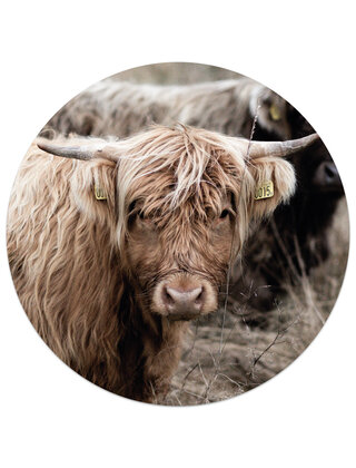 Muurcirkel (binnen) Schotse hooglander - 3 formaten