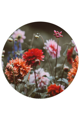 Muurcirkel (binnen) foto dahlia veld - 3 formaten