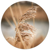 Muurcirkel foto pluim