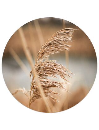 Muurcirkel (binnen) foto pluim - 3 formaten