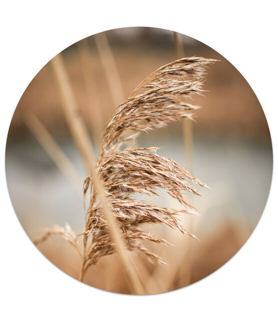 Muurcirkel foto pluim