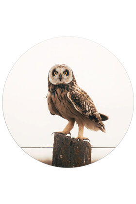 Muurcirkel (binnen) foto uil - 3 formaten