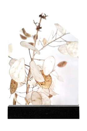 Huisje foto gedroogde lunaria