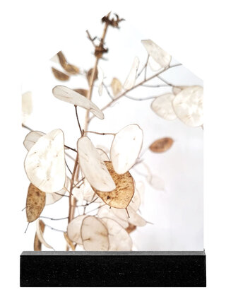 Huisje foto gedroogde lunaria
